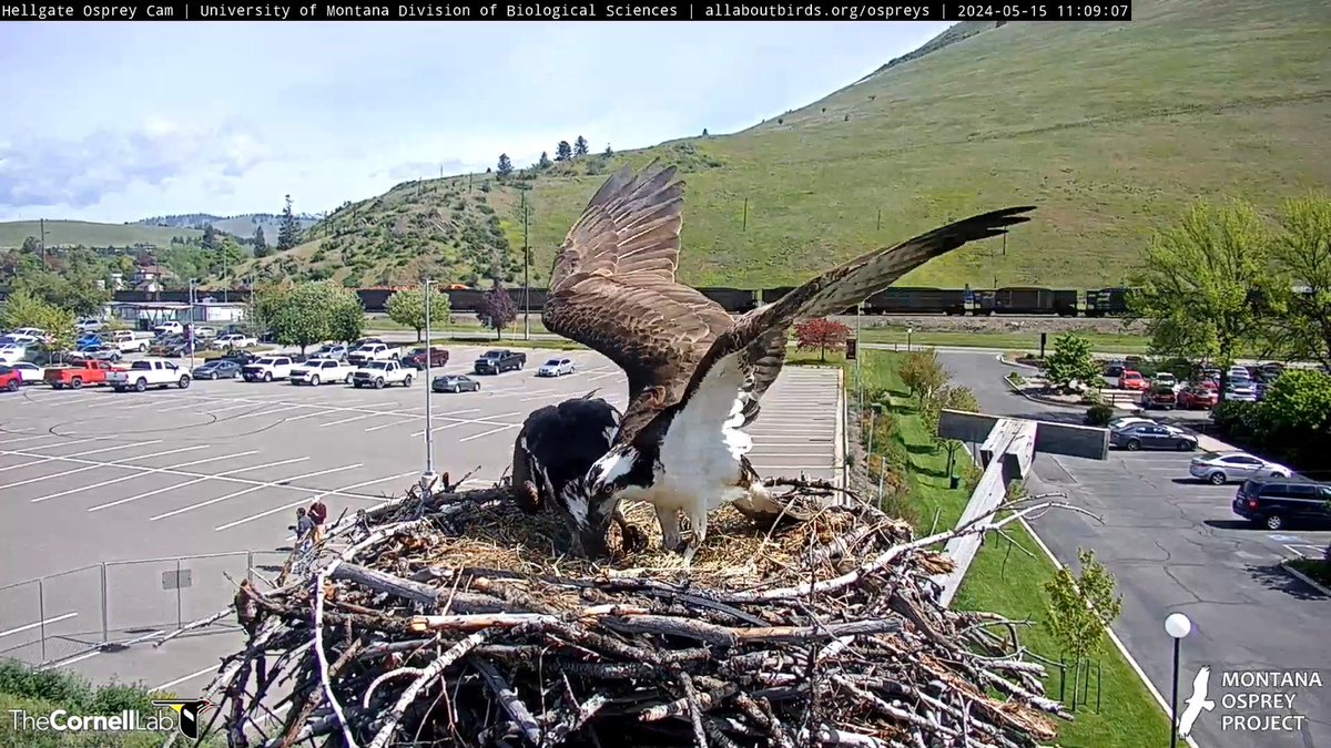 10:55, 5/15 NG brings a small fish for Iris. She takes it to the Owl Pole and finishes it quickly. She returns to the nest, but NG is reluctant to give up incubating. Finally, at 11:09 he gives up and Iris resumes incubation. #HellgateOsprey