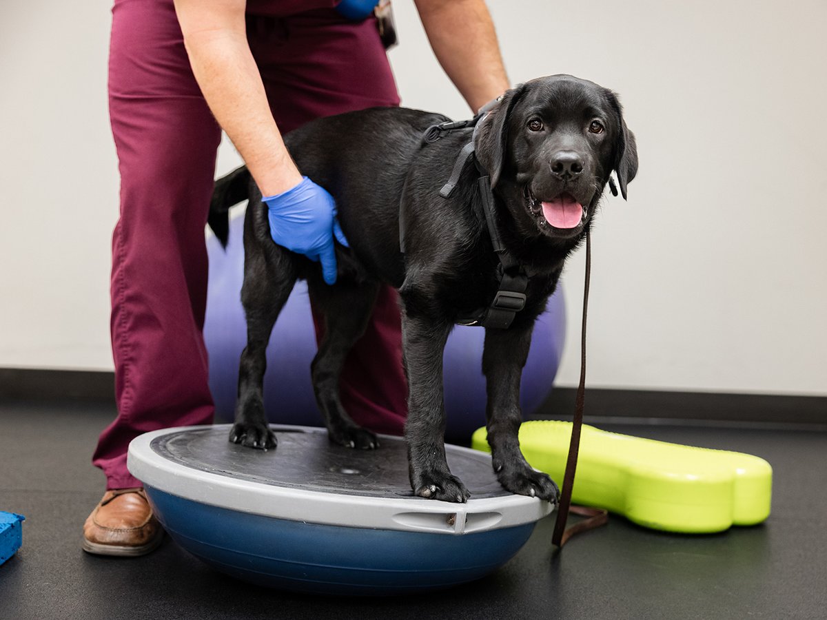 When Parlay the black lab was diagnosed with tetanus — a serious disease of the nervous system caused by a toxin-producing bacteria — his Texas A&M veterinary team helped him beat the odds and survive his condition. #TAMUVetMed Parlay's story: vetmed.tamu.edu/news/press-rel…