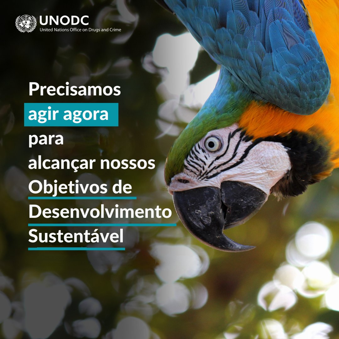 O que é necessário para acabar com os crimes contra a vida selvagem? As informações mais recentes já estão disponíveis on-line em um novo relatório do @unodcprt: brasil.un.org/pt-br/268608-o…