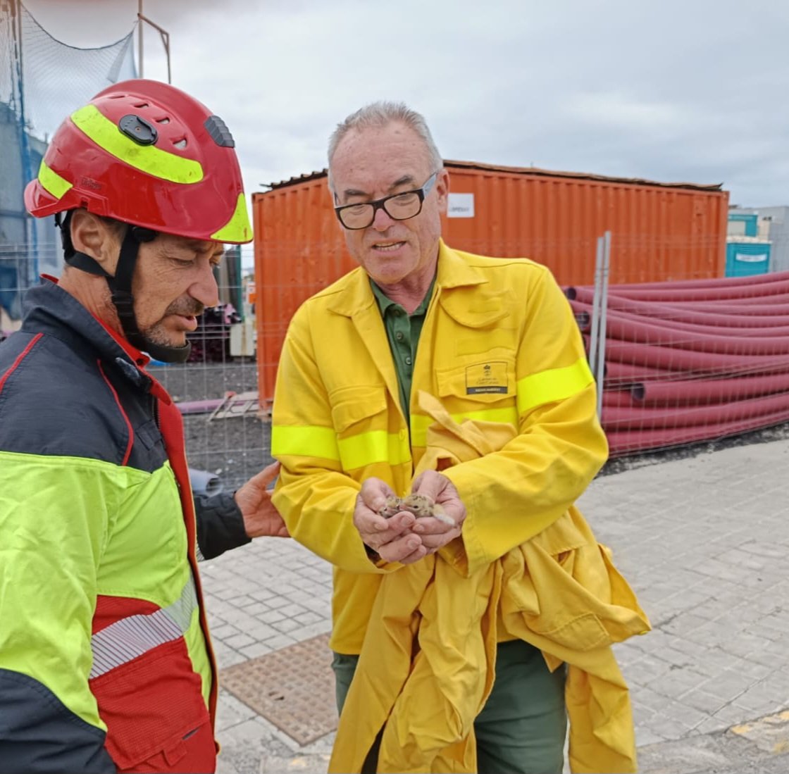 PoliciaAPLP's tweet photo. 💚 Actuación coordinada entre @BomberosLPA, @GranCanaria_M_A y @PoliciaAPLP para rescatar sanos y salvos a estos dos benjamines 🐣de #charranes 👇 encontrados en las 🏗 de la nueva terminal de cruceros de @LasPalmasPorts

#PolicíaPortuaria 💙 https://t.co/Qo6DedZQsx