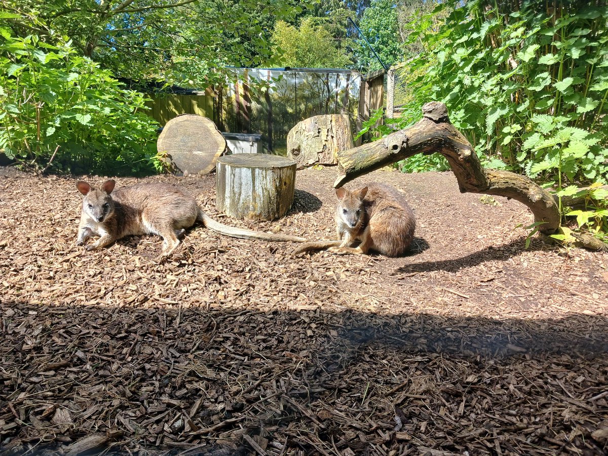☀️ Soaking up the evening sunshine with our adorable Parma wallabies! 🦘☀️
#wallaby #parmawallaby #kent #visitkent #daysout #zoo #animals #wildlife