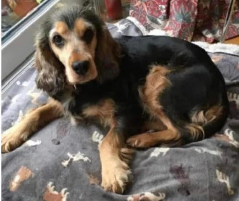 #SpanielHour RESCUE DOG ROSIE missing #River #KENT bolted from home/headed out to main road, ran up alley way onto #Kersney #Station and disappeared #CT15 4/2/24 Female/adult black & tan #CockerSpaniel Spayed & chipped TIMID doglost.co.uk/dog-blog.php?d… @Kent_Online @HunnyJax