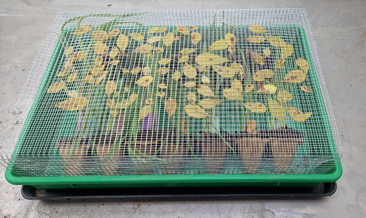 Frédéric Suffert tweet media