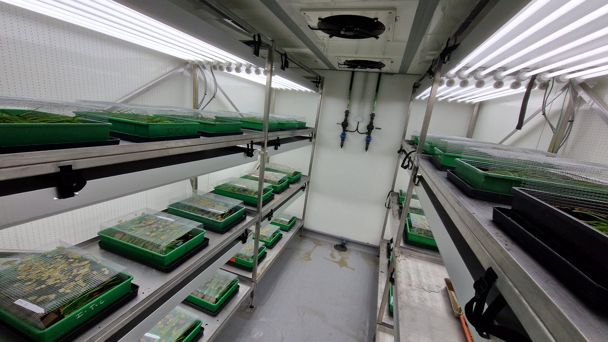 The recovery/phenotyping process of #Puccinia graminis aecidiospores from #Berberis leaves on a set of wild grasses &amp; cultivated cereals has just started @INRAE_Bioger 🤗. This aims to provide info on the potential primary host (and f. sp.) and collect isolates in uredinial form.