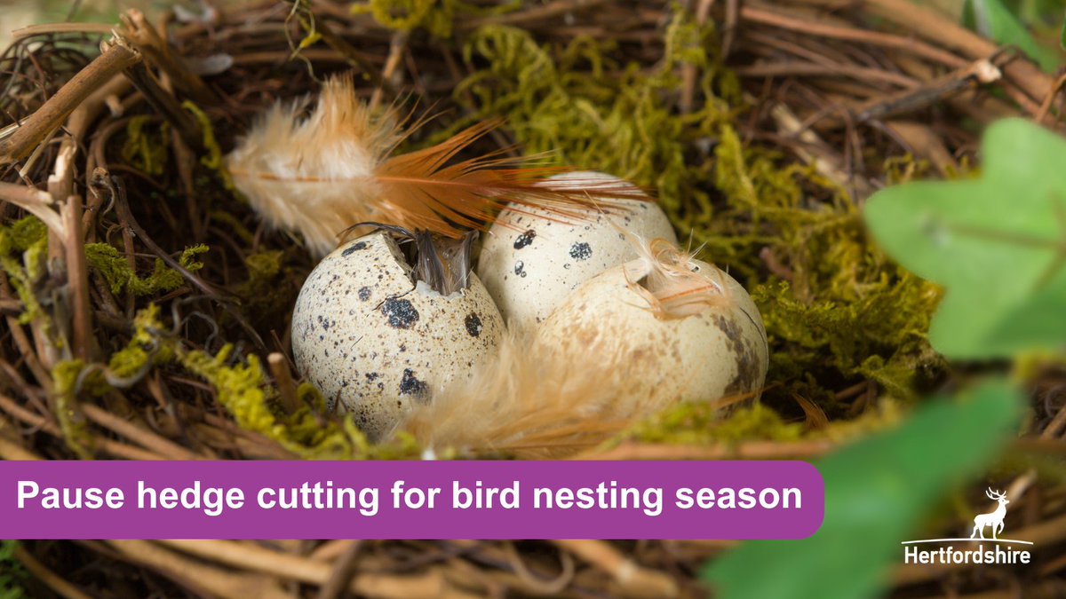 Now that bird nesting season is here, we're asking #Hertfordshire residents to avoid cutting back your garden vegetation to help keep active nests safe. You can find out more on bird nesting from the #RSPCA here: bit.ly/4cDq2Tf