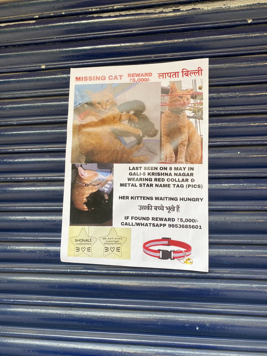 Saw this in GK m block market yesterday, sharing in case anyone can help! #MissingCat #Delhi