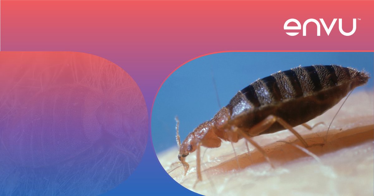 🛏️ Battling #BedBugs in your hotel? Early detection is key! 🔑 

Learn how our rapid test, TruDetx, can help hoteliers safeguard guest satisfaction, save costs, and protect reputations. ➡️ i.mtr.cool/vxsrglhmbn