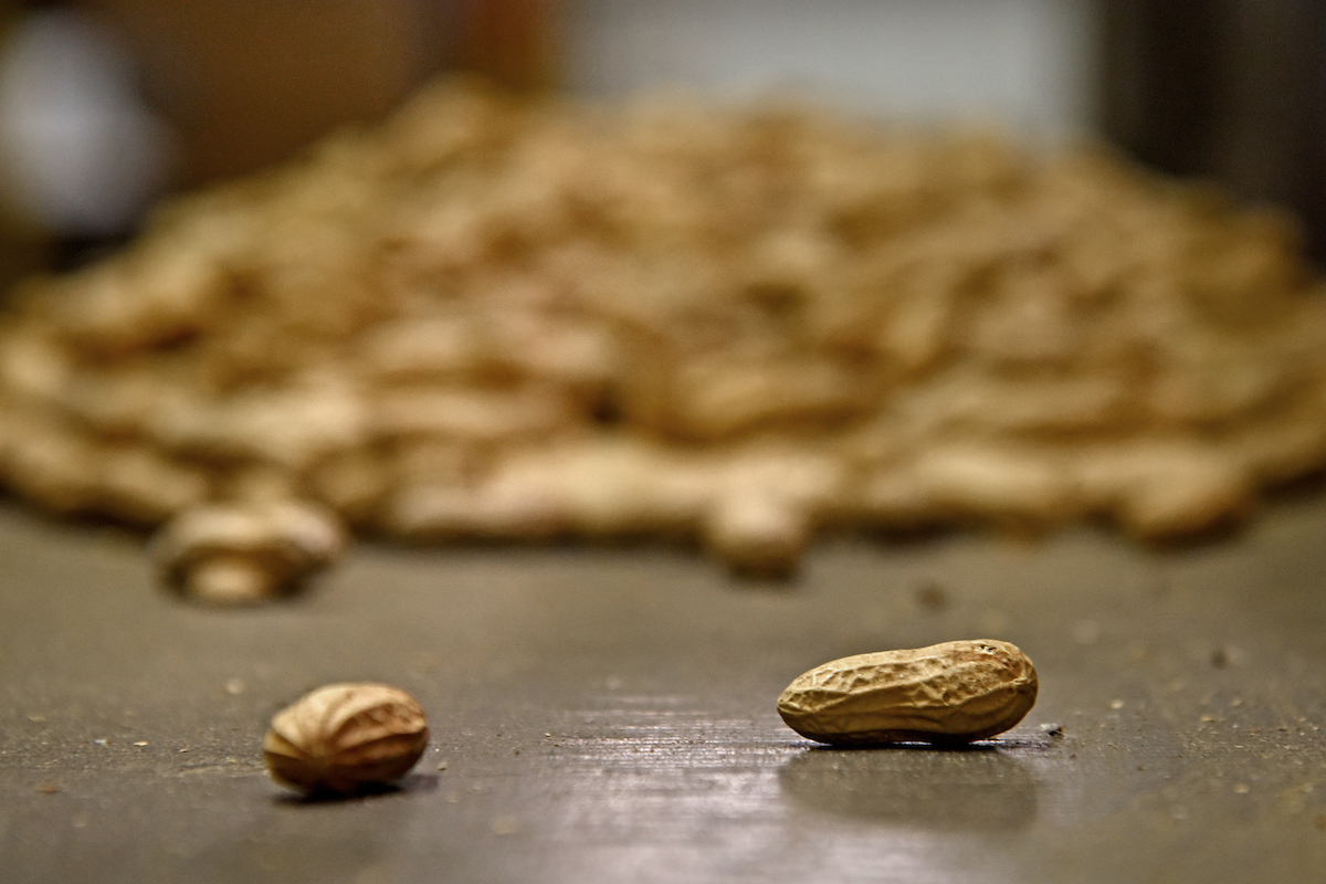 Have you ever had peanuts at a baseball game? They probably hailed from NC State's Peanut Breeding and Genetics Program. 🥜⚾️ Read how researchers in @CropAndSoil breed the fan-favorite snack enjoyed at nearly all major and minor league baseball games: ncst.at/nooY50RH9xr