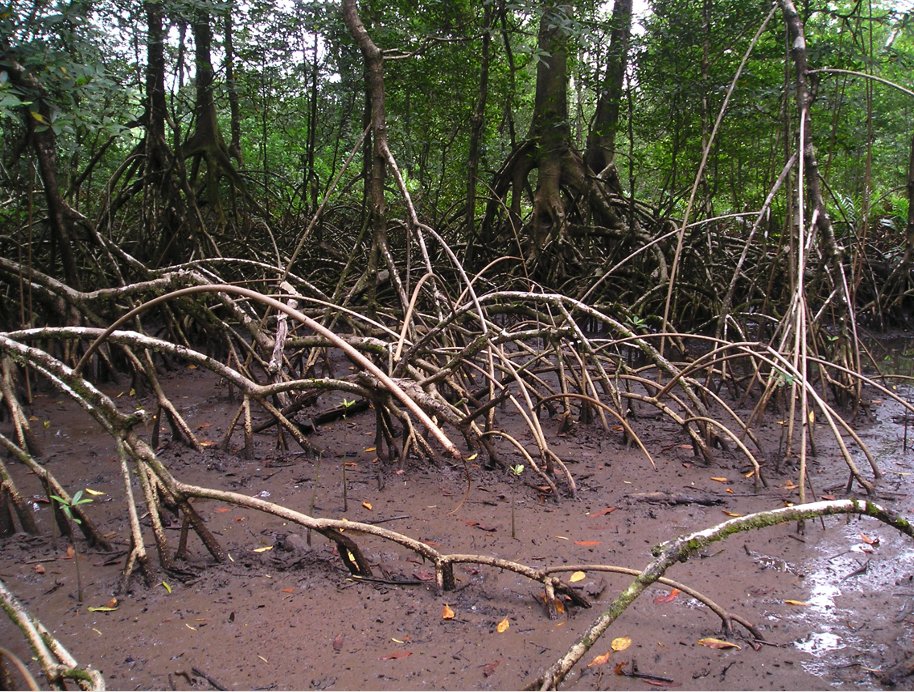 Exciting opportunity: New post doc position in the @sunderland_lab @ubcforestry for research on African mangroves: ubc.wd10.myworkdayjobs.com/en-US/ubcfacul…