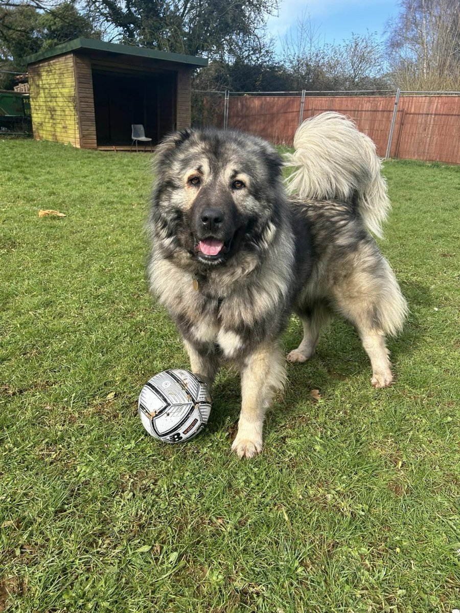 3-year-old Caucasian shepherd Willow is a ‘gentle giant’ who loves bear-sized hugs. She’s been at Bath Cats & Dogs Home @BathCDH since New Year’s Eve 2022 dogcastradio.com/content/big-do… #caucasianshepherd #largedog #bathcdh