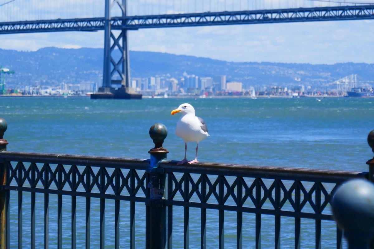 Gull guarding Pier 7 near the Bay Bridge

“Ferry Building/Pier 7-San Francisco Stroll” Hike Notes:

hikingautism.com/ferry-building…

#hiking #autism #nature #disabilities #hope #walking #california #sanfrancisco #citywalk #outdoors #freshair #trails