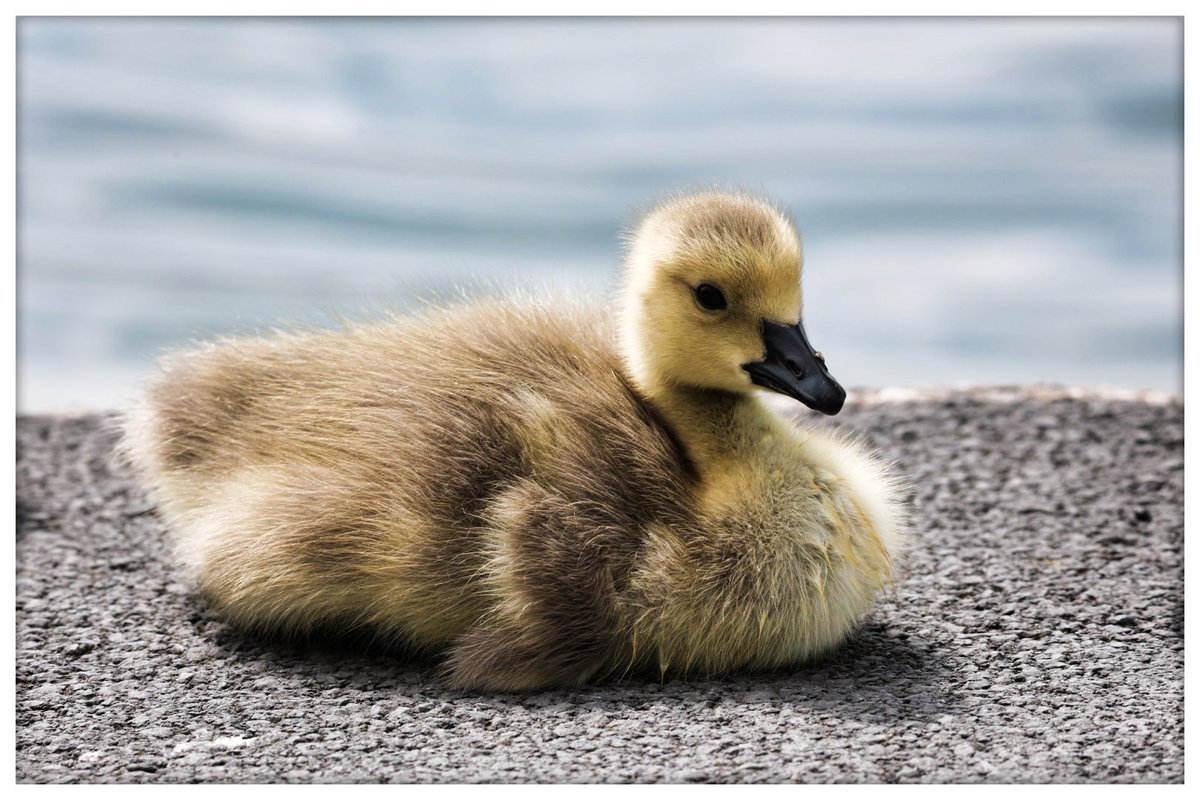 Some oh so cute goslings at @FairhavenHlf @fairhavenfriend @StAnnesTweetUp @DiscoverFylde @visitfyldecoast