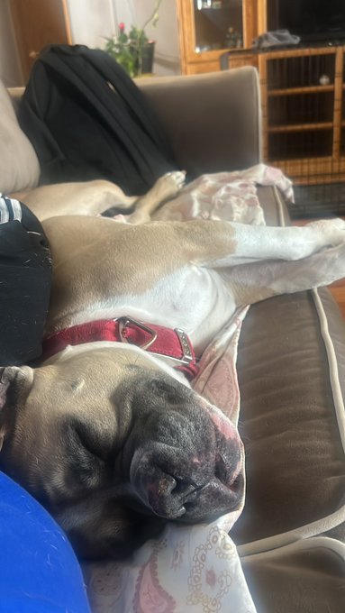 This is how bad bitches sleep 💤 😂😂😭🫶🏾 #sheba https://t.co/SGvTcfV6VR<a href="/tag/sheba"class="tags">#sheba</a>