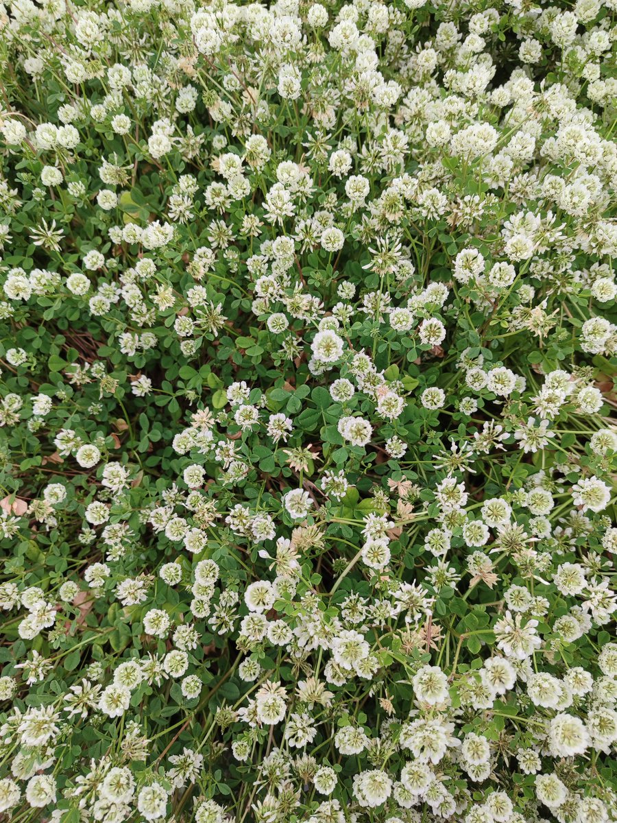 Beautiful Trifolium diversity ready to go to our farmers' fields! ☘️🍀☘️ Hurray to our nacional plant breeders! 👏🏼💪🏼@iniav