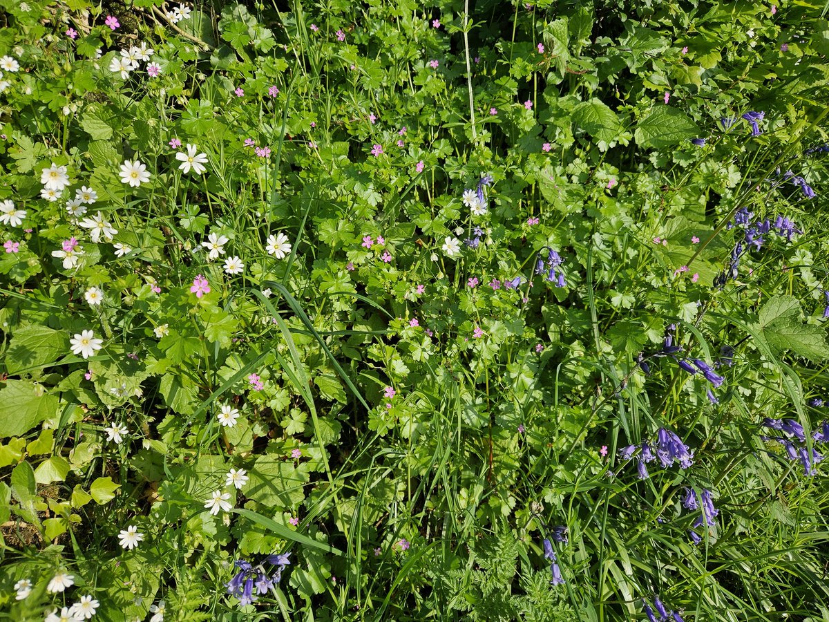 KirstyMartuccio's tweet image. After work, walk to appreciate the stunning verges and hedges. So much colour. 
#nomowsummer #verges #coloursofspring #wildflower #itsforthem #letitgrow