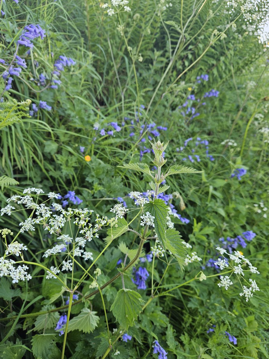 KirstyMartuccio's tweet image. After work, walk to appreciate the stunning verges and hedges. So much colour. 
#nomowsummer #verges #coloursofspring #wildflower #itsforthem #letitgrow