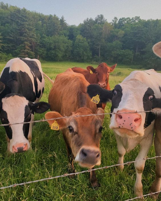 Different ways you can support Regenerative AG:

• Buy land
• Pet a cow
• Buy raw milk
• Buy local meat
• Tell your friends
• Start a garden
• Buy bulk beef
• Shake your rancher's hand

There are many ways you can get involved!