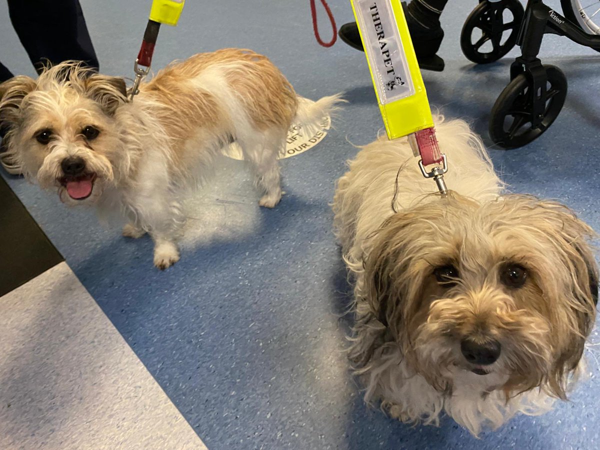 EstherD_QI (@estherdqi) on Twitter photo Delighted to meet Meagaidh and Ruby the therapy dogs in the corridor today. Brought to Raigmore Hospital by Alistair to brighten up the day for our staff and patients (and most certainly me) <a href="/NHSHQIteam/">NHSH Quality Improvement Team (NMAHP)</a> <a href="/NMAHP_Highland/">NMAHP NHS Highland</a> <a href="/NHSHighland/">NHS Highland</a> Delighted to meet Meagaidh and Ruby the therapy dogs in the corridor today. Brought to Raigmore Hospital by Alistair to brighten up the day for our staff and patients (and most certainly me) <a href="/NHSHQIteam/">NHSH Quality Improvement Team (NMAHP)</a> <a href="/NMAHP_Highland/">NMAHP NHS Highland</a> <a href="/NHSHighland/">NHS Highland</a>