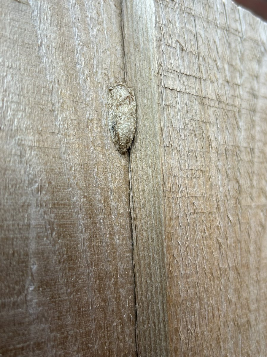 a_fallan's tweet image. Any ideas what this is, disguised against the fence?