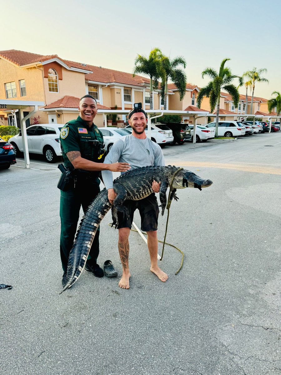 Another day in Florida, where even your afternoon walk can be wild! 🐊 Alligators have been spotted in residential areas, so keep an eye out when walking near lakes, ponds, and marshy spots, especially during dawn and dusk when they're most active. If you come across an