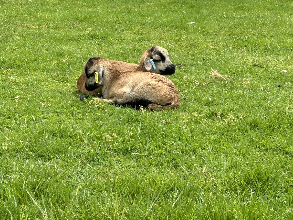 Katy__Perry's tweet image. Sally @spotlight_th thought a change of clothes were needed for her @WhitePostFarm visit today!