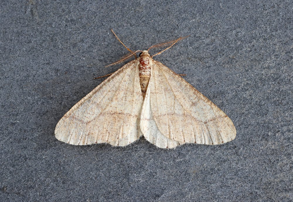 An improvement last night, despite the keen SE wind, with 114 moths of 42 species recorded. The strangest moth was a very late Dotted Border, 36 days after the last one was recorded. Possible migrants were P. xylostella, U. ferrugalis, 8 Silver Y (5 to ni lure), plus Angle Shades