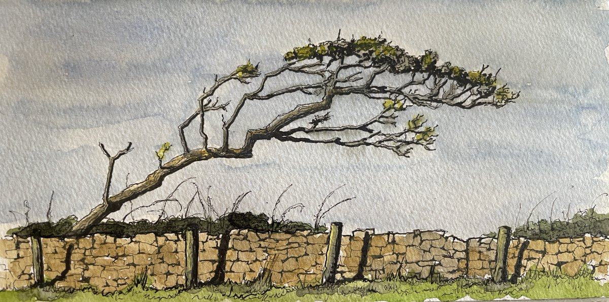 #ArtDD2023
Windblown thorn

I love trees that have been shaped by the wind, twisted and lopsided. They feel like real survivors.

This from a 📷 by @IanDenton12, with thanks.

#dailydrawing