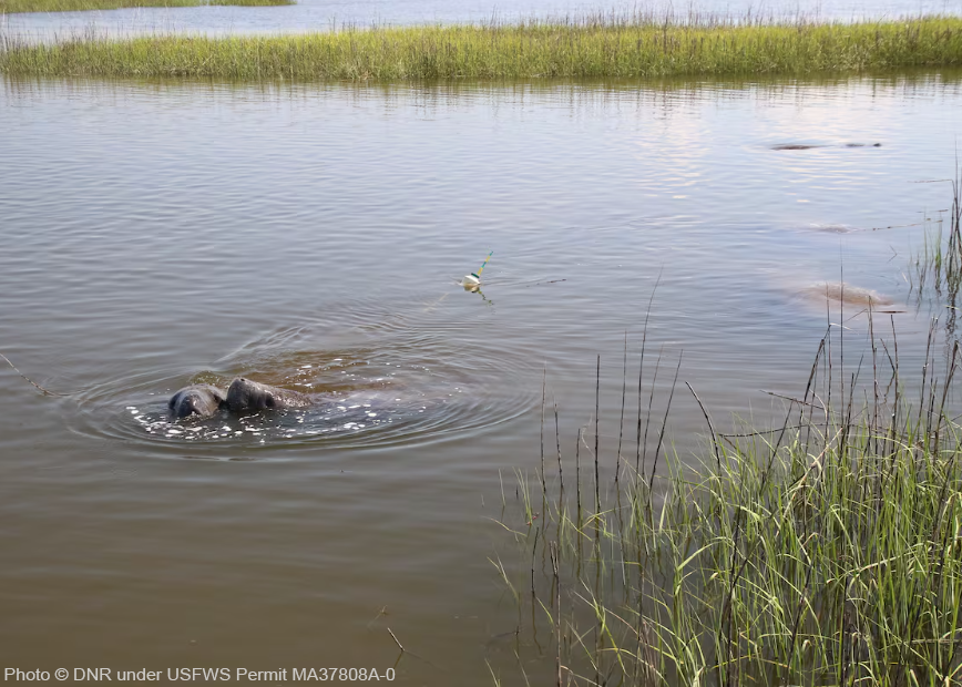 May is #AmericanWetlandsMonth! 
A wetland is a place where the land is covered by water. FL has an estimated 11 million acres of wetlands. Coastal wetlands, which occur where freshwater rivers and springs flow into the ocean, provide critically important habitat for manatees.
