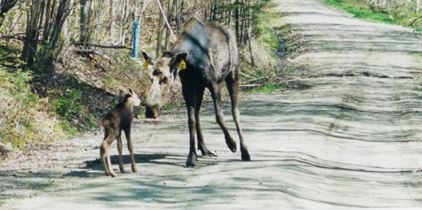 Please remember to brake for #moose while traveling #NewHampshire roadways. There were 45 collisions between moose and vehicles in 2023 and an average of 68 annually in the past 5 years in NH. May-October are high-risk months. #conservation #wildlife nhfishgame.com/2024/05/08/bra…