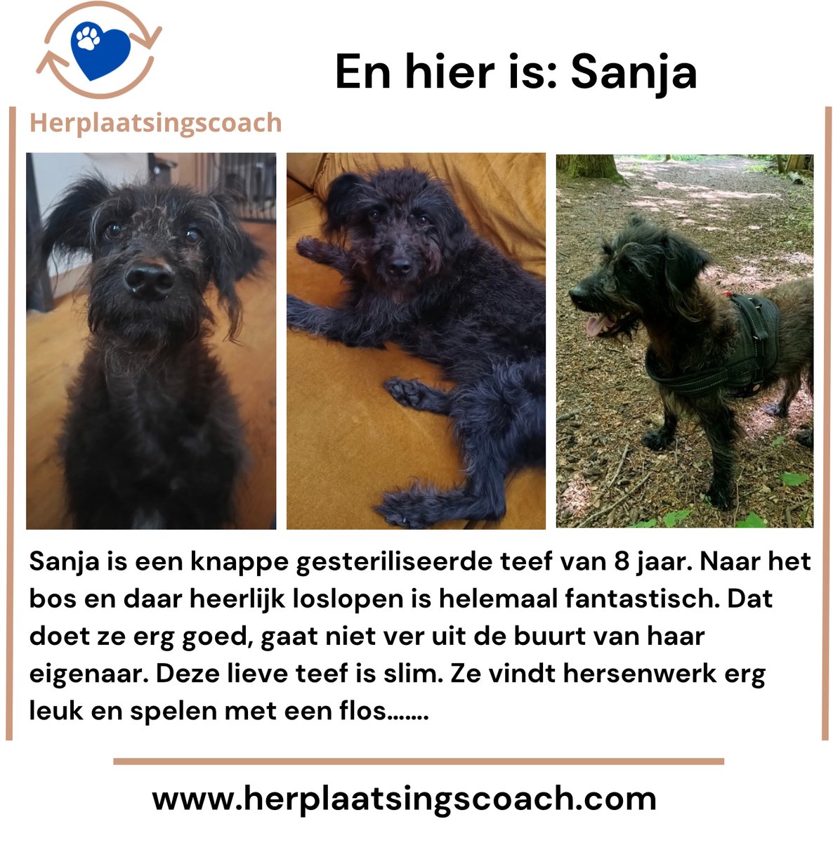 Sanja is leuk. 
Sanja is lief.
Sanja is een knuffelkont.
Sanja is een super tof maatje. 

Ze zoekt een nieuwe eigenaar. RT voor Sanja aub 💜💜 

Meer info op mijn website over haar.
