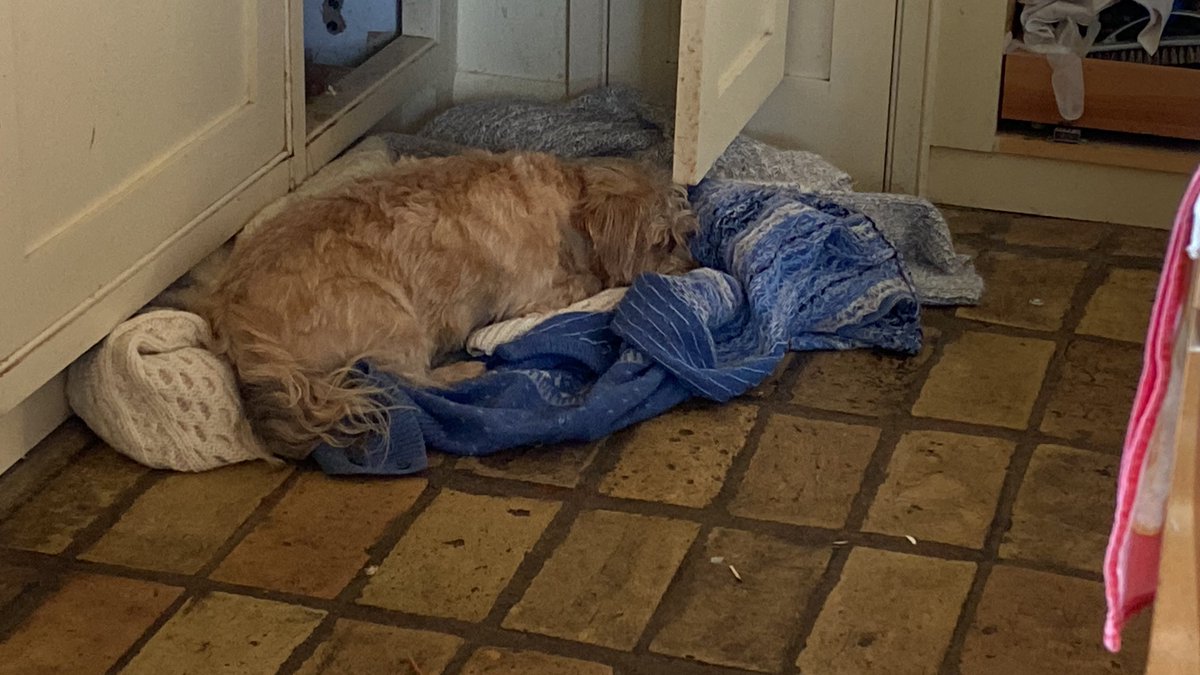 When you can sleep anywhere in the house.! Sofas dog beds and she has chosen my jumpers I’m going to wash when I get a moment. Is it because they smell of me??