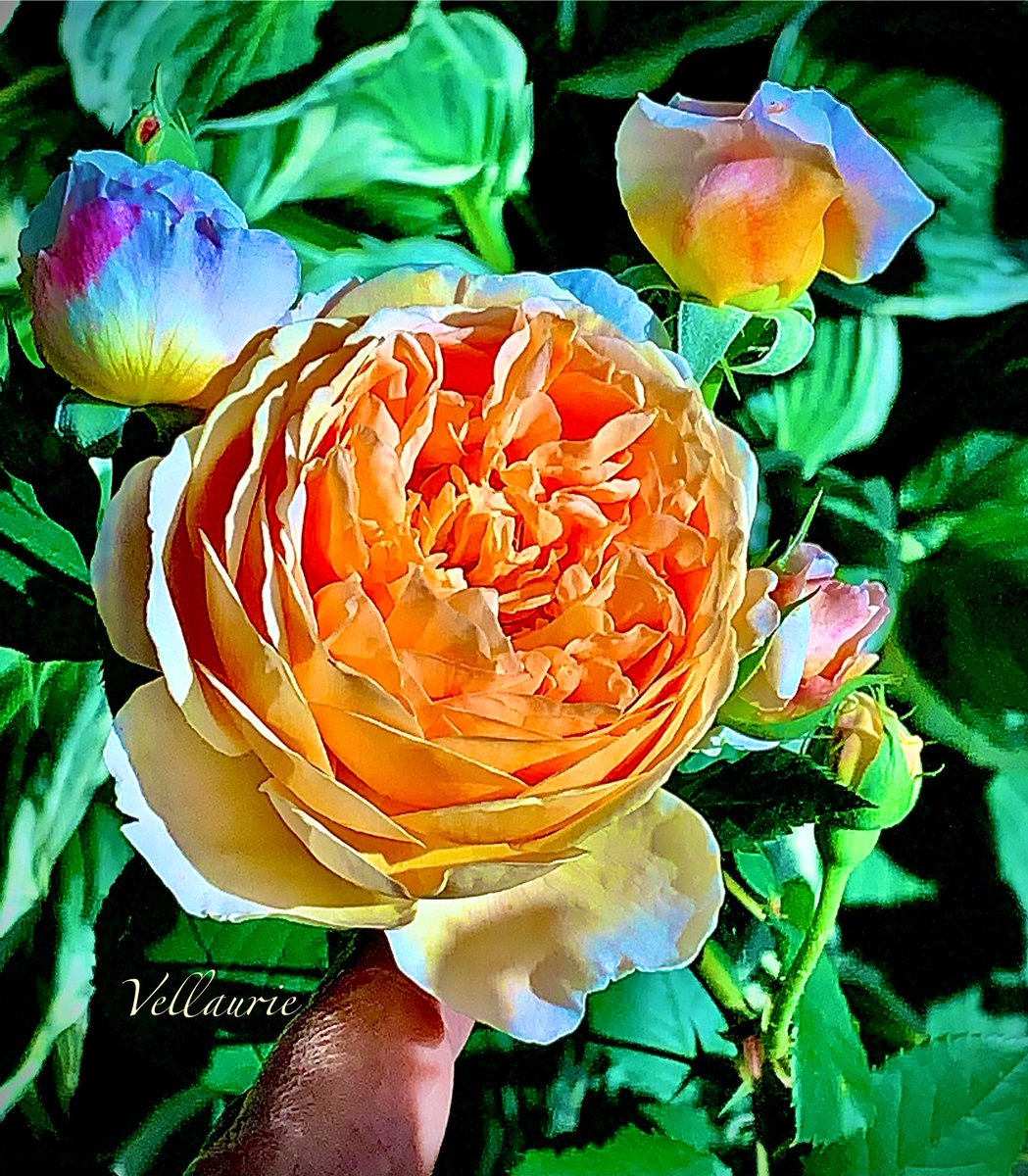 Wishing you a beautiful #RoseWednesday
“A mind might
ponder
its thought
for ages, and not
gain so much 
self knowledge as
the passion of love
shall teach it
in a day”.
-Heroism. 🕊️😊 #roselovers #mygarden #GardenersWorld #GardeningX #nature #rose