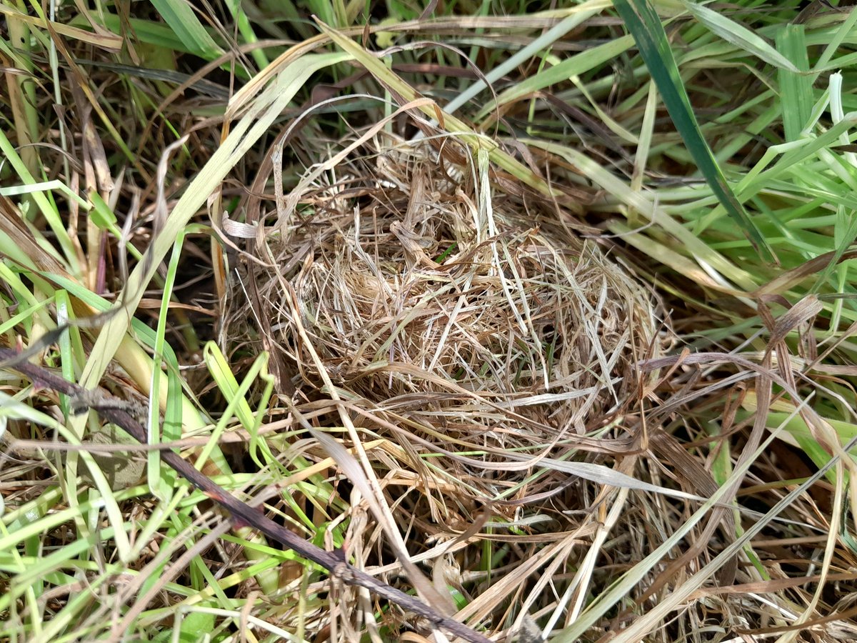 Didn't expect to find a harvest mouse nest found under a reptile survey mat this morning!
@HerefordshireWT @Mammal_Society @SmallMammalsUK 
#Herefordshire