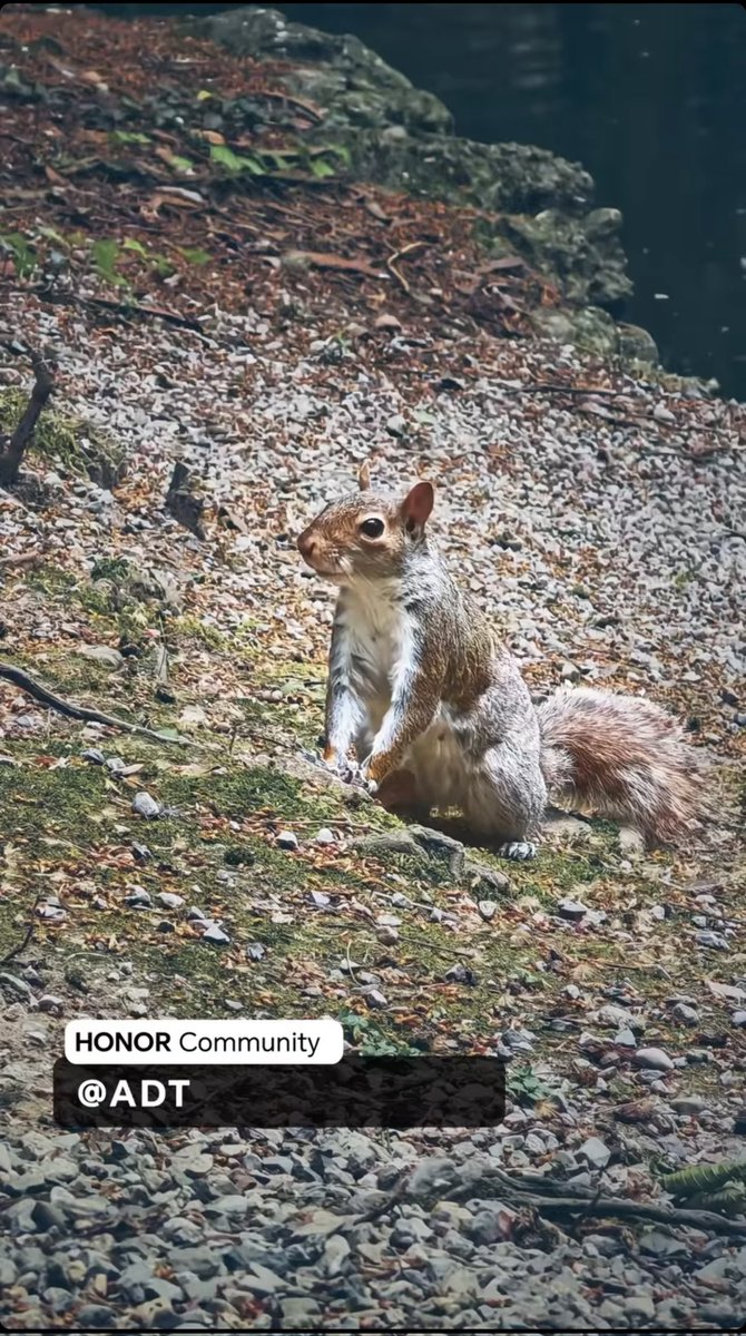 AD_Fotografo_'s tweet image. Grazie ad @Honor_IT per avermi incluso nello slide show per la #HONORFamily 😃 
#ShotOnHONOR #HONORMagic5Pro