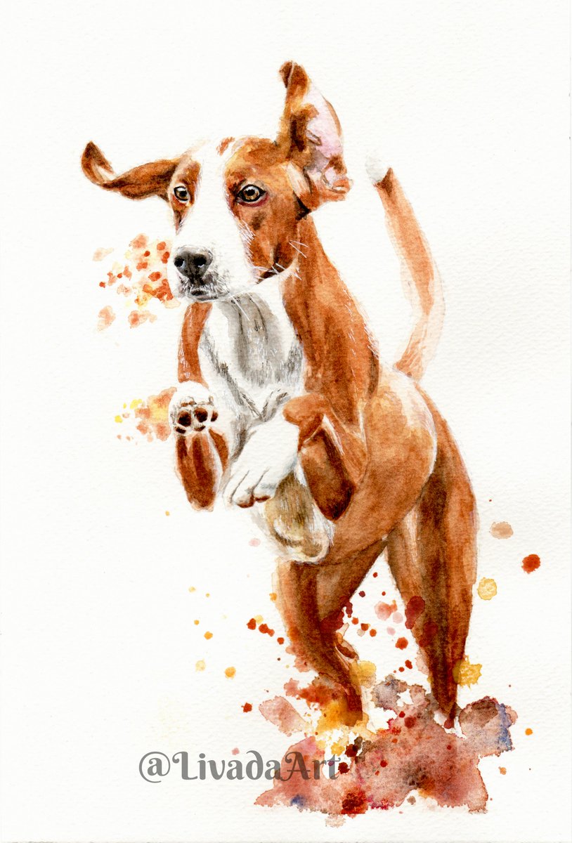 Painted this doggo for my 8-year old neighbour who saw a picture of the doggo in a magazine and really liked it.
He's a sweet kid, I couldn't say no to him 😄

#petportrait #watercolorpainting #artistsontwitter