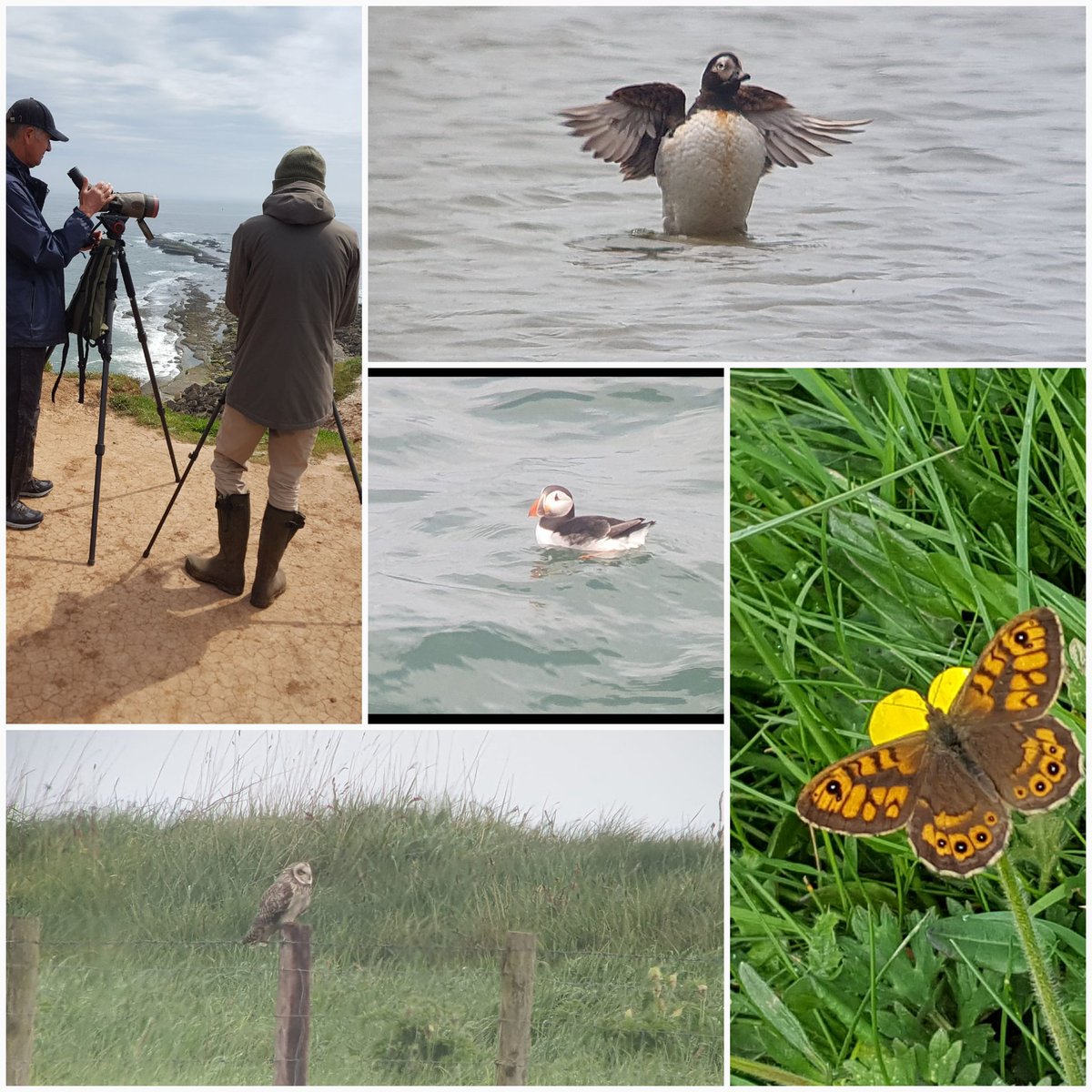 Great day in the Filey area with my old friend @benwardbirds 2 SEO, LTDuck, Whimbrel, 3 Purple Sand, 6 Sandwich Terns, 15 CScoter, 2 Eider, Seabirds aplenty. (Bird pics by Ben).