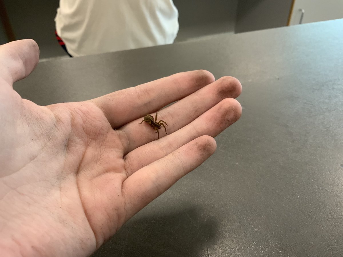 found a spider in horticulture class. he is now our class pet
