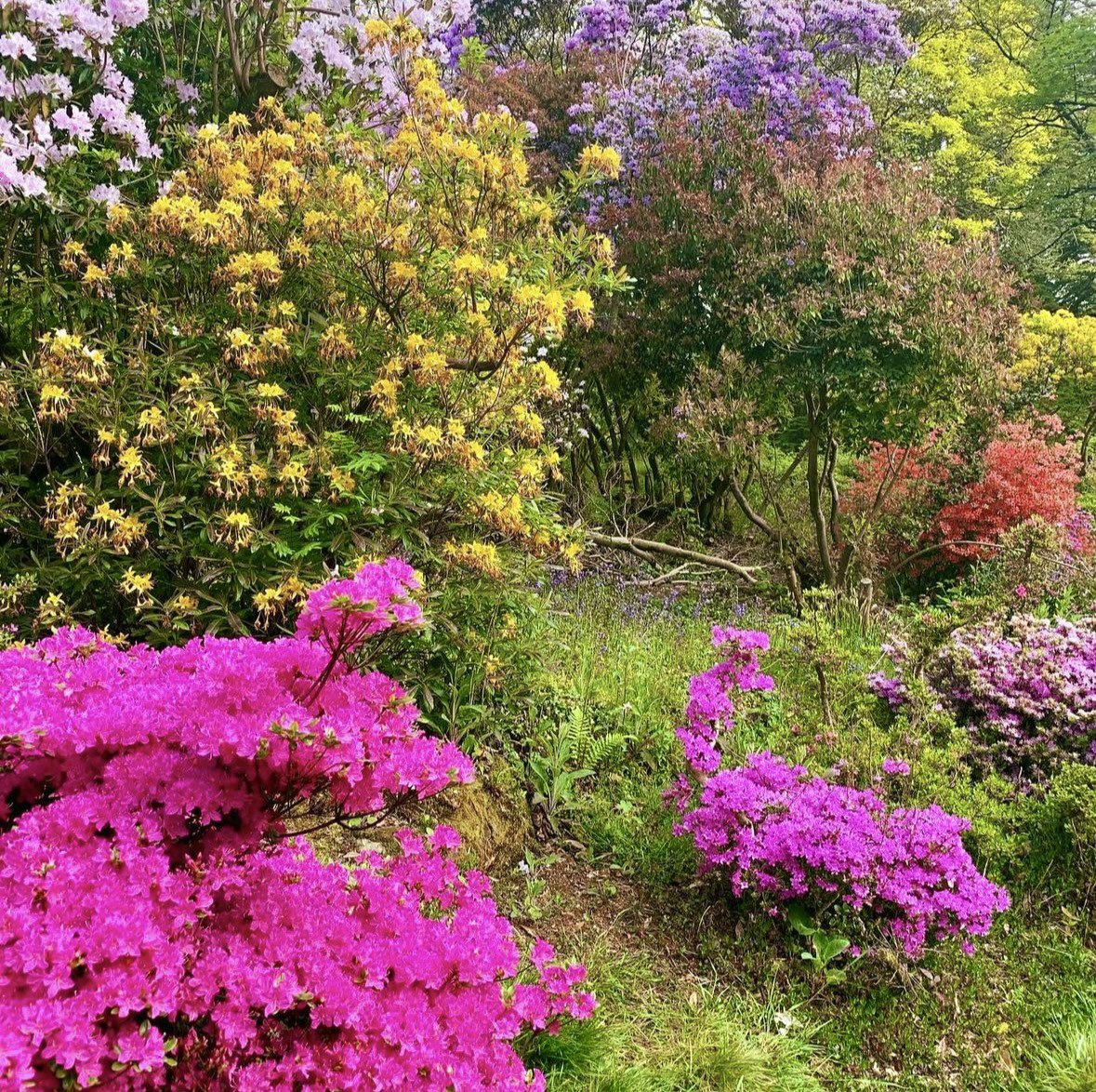 A garden lovers dream - Rowallane Garden🌱☀️ With its stunning blooms, tranquil paths, and serene landscapes, it’s the ideal spot to soak up the sun and nature’s beauty. Make the most of the sunshine and explore the beauty of spring 🌸 #RowallaneGarden #NorthernIreland