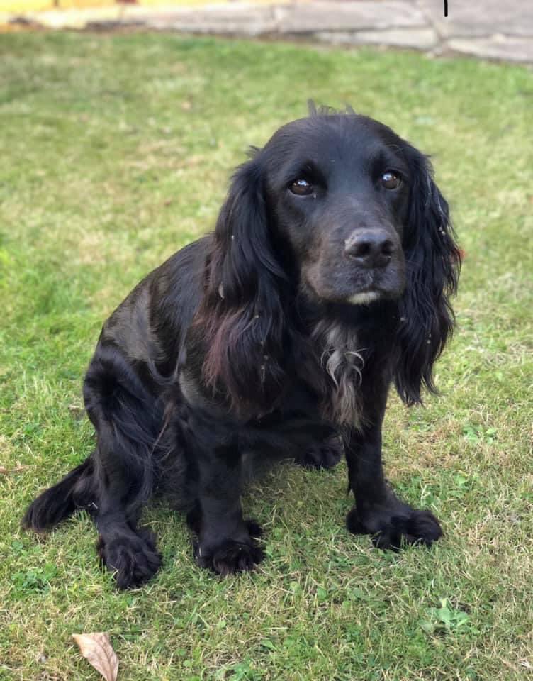 #SpanielHour STOLEN 6/4/21 3 yrs ago #RH10 10 yr old dog PEPPER “We are absolutely devastated that she was taken from our garden we will not stop searching until we get her home. TY to every1 who is helping us by RTS. doglost.co.uk/dog-blog.php?d… @RachaelB100 @juliagarland73