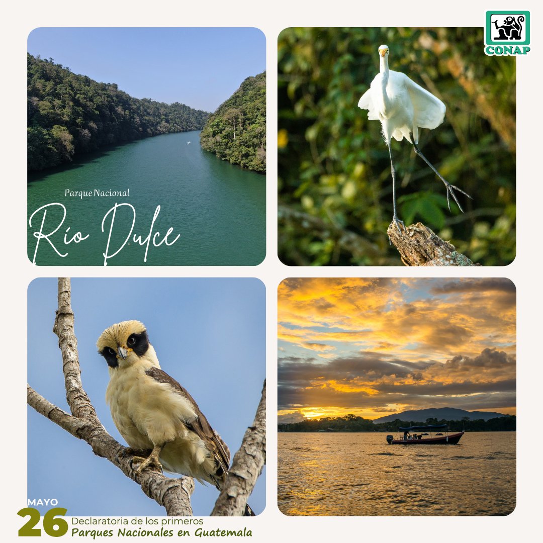 📅26 de mayo El Parque Nacional #RíoDulce es una #ÁreaProtegidaGT que ofrece un paisaje sorprendente, lo que hace de la región el umbral al Caribe Verde y uno de los principales destinos turísticos de #Guatemala. ¡Valoremos nuestra #GuatemalaMegadiversa!