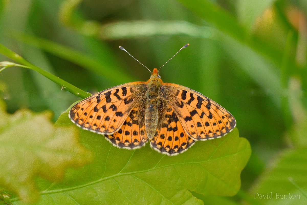 This splendid female Pearl Bordered Fritillary was one of only 5 I saw in Cirencester woods today.
@BC_Glos @BC_WestMids