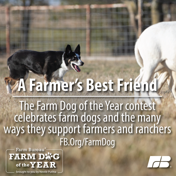 Farm dogs are more than just pets, they're part of the family. Share why your farm dog is paws-itively awesome and enter your furry friend in the #FarmDogOfTheYear contest TODAY! FB.Org/FarmDog