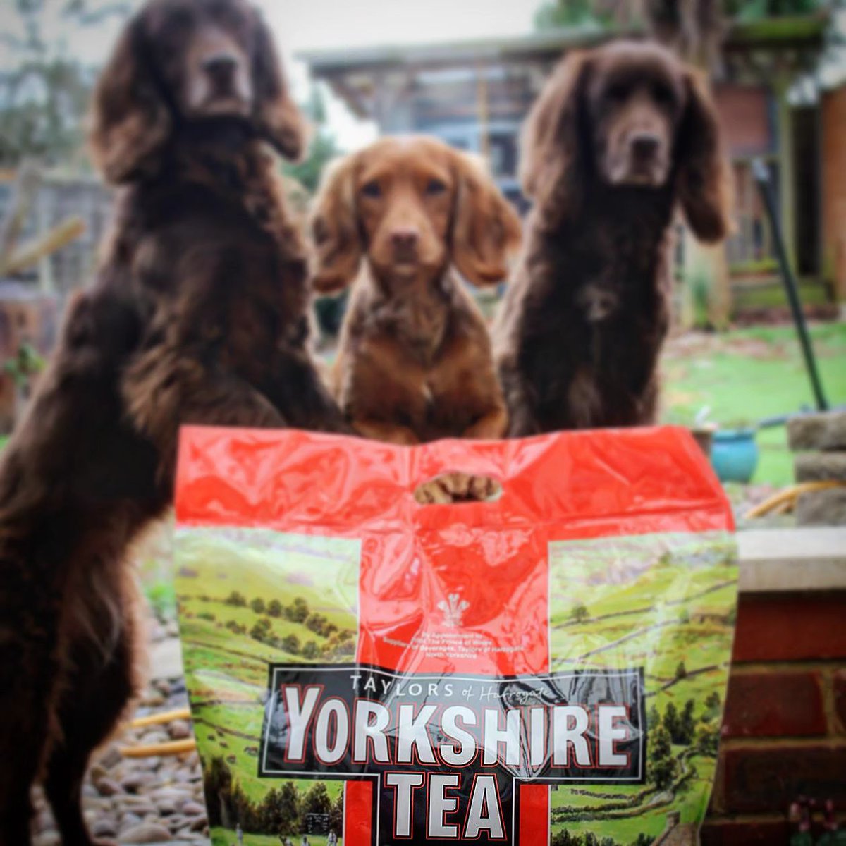 After you finish your big bag of tea, why not use it to grow some dogs? 📷 by instagram.com/bourbon_paisle…