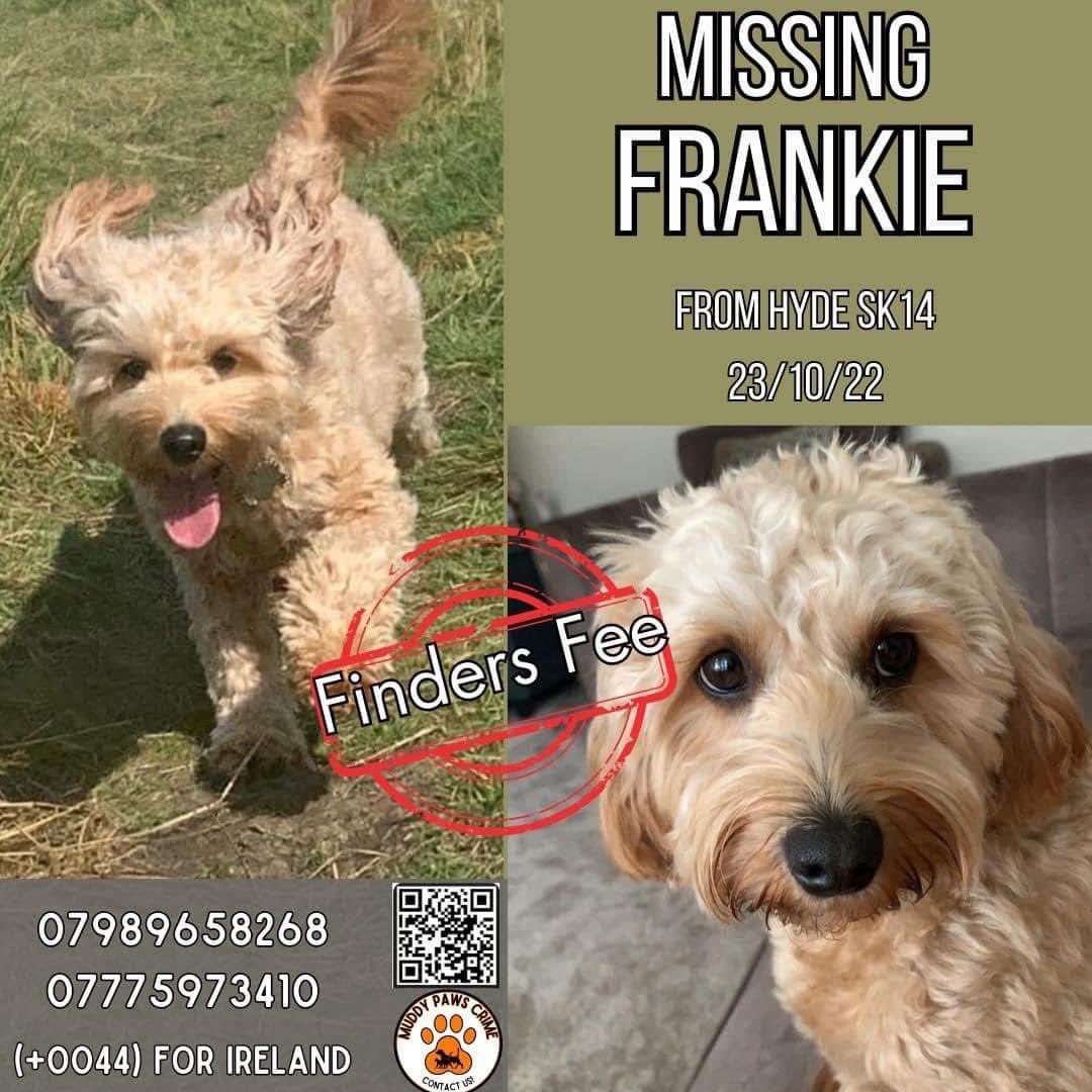 #SpanielHour 
Frankie 3 year old, female, apricot #cavapoo missing since 23/10/22 spooked by a firework in #Hyde, Greater #Manchester, #SK14. chipped
Have you found/bought or rehomed a dog like Frankie since then?Have you seen a stray?Do you know some1 who has?We miss her so much