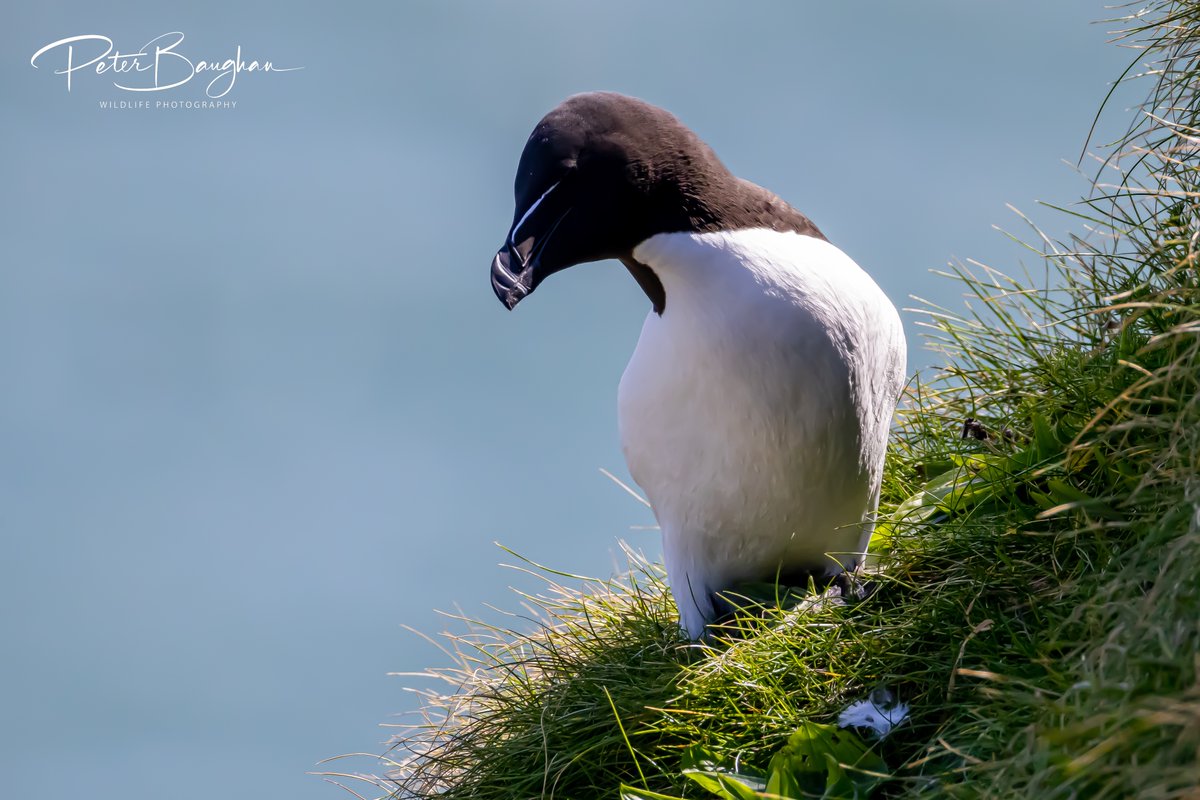 Razorbills photographed at @Bempton_Cliffs. The Razorbill is a medium-sized seabird and breeds around the coast of the UK, although there are no breeding birds between the Humber and the Isle of Wight. Birds only come to shore to breed and they winter in the northern Atlantic.