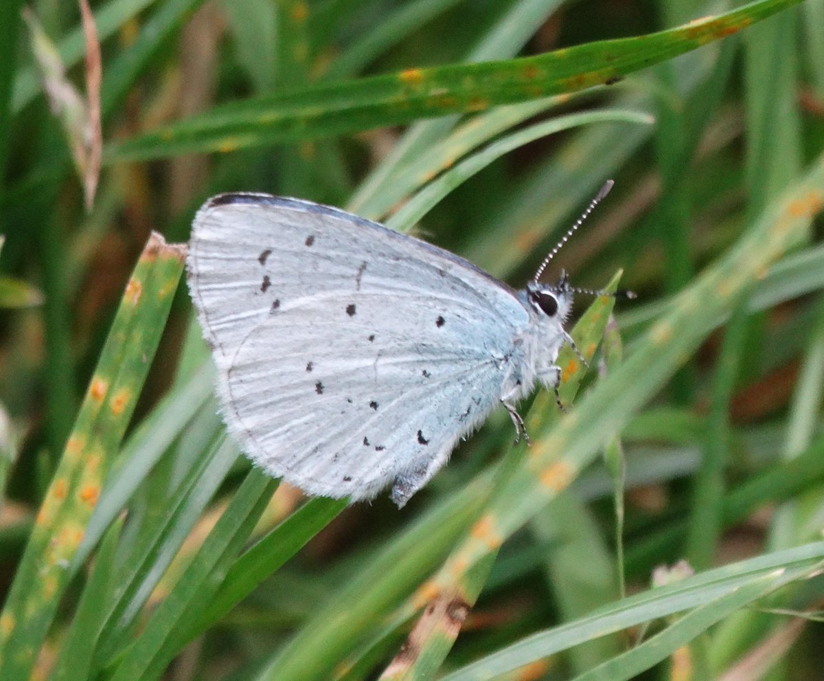 Our Spring Newsletter should have recently landed on your doormat, revealing 2023 was a better year for butterflies. Brown Argus & Holly Blue were big winners, although the news were not good for all. Our survey reports make an interesting read. #savebutterflies