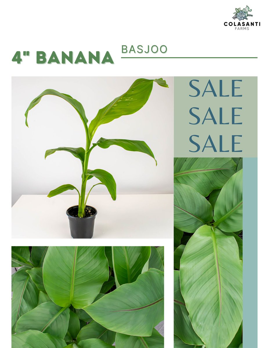 Our 4' Banana Basjoo is on sale! 
Contact your sales representative for more information! 

#colasantifarms #colasantifarmsltd #wholesaleplants #greenhouse #plantworld #plantsmakepeoplehappy #bananaplant #bananabasjoo #foliage