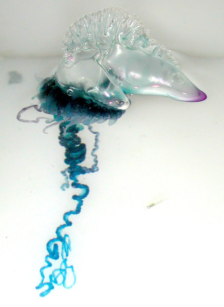 Fun fact: the Portuguese man o’ war is not actually a jellyfish! Instead, it's a species of siphonophore, which is a group closely related to jellyfish. Like other siphonophores, it's a colonial organisms, made up of zooids. 📸@NOAA