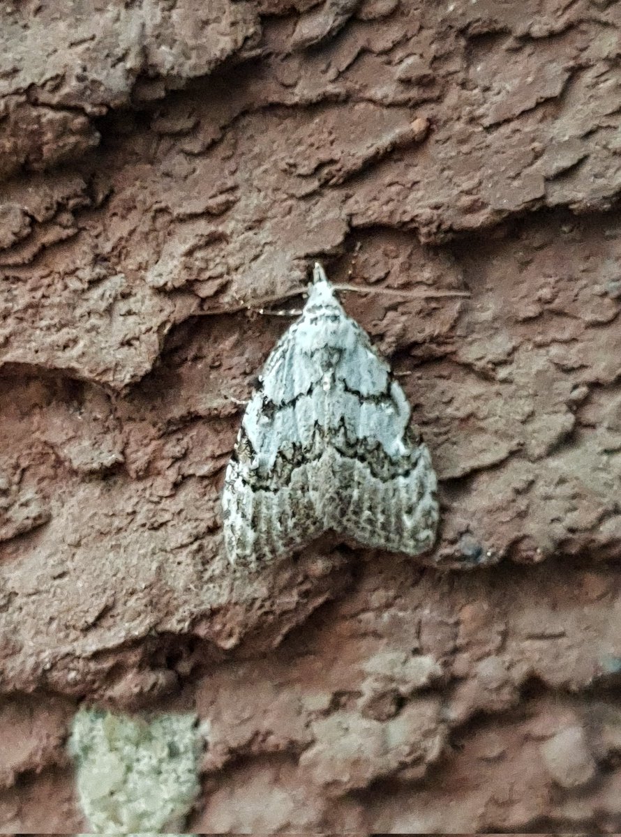 Least Black Arches Nearly 10 years to the day since I found the first garden record (16/5/14) found the second this evening here at @FlamboroughBird. @BC_Yorkshire @BritishMoths @DoubleKidney