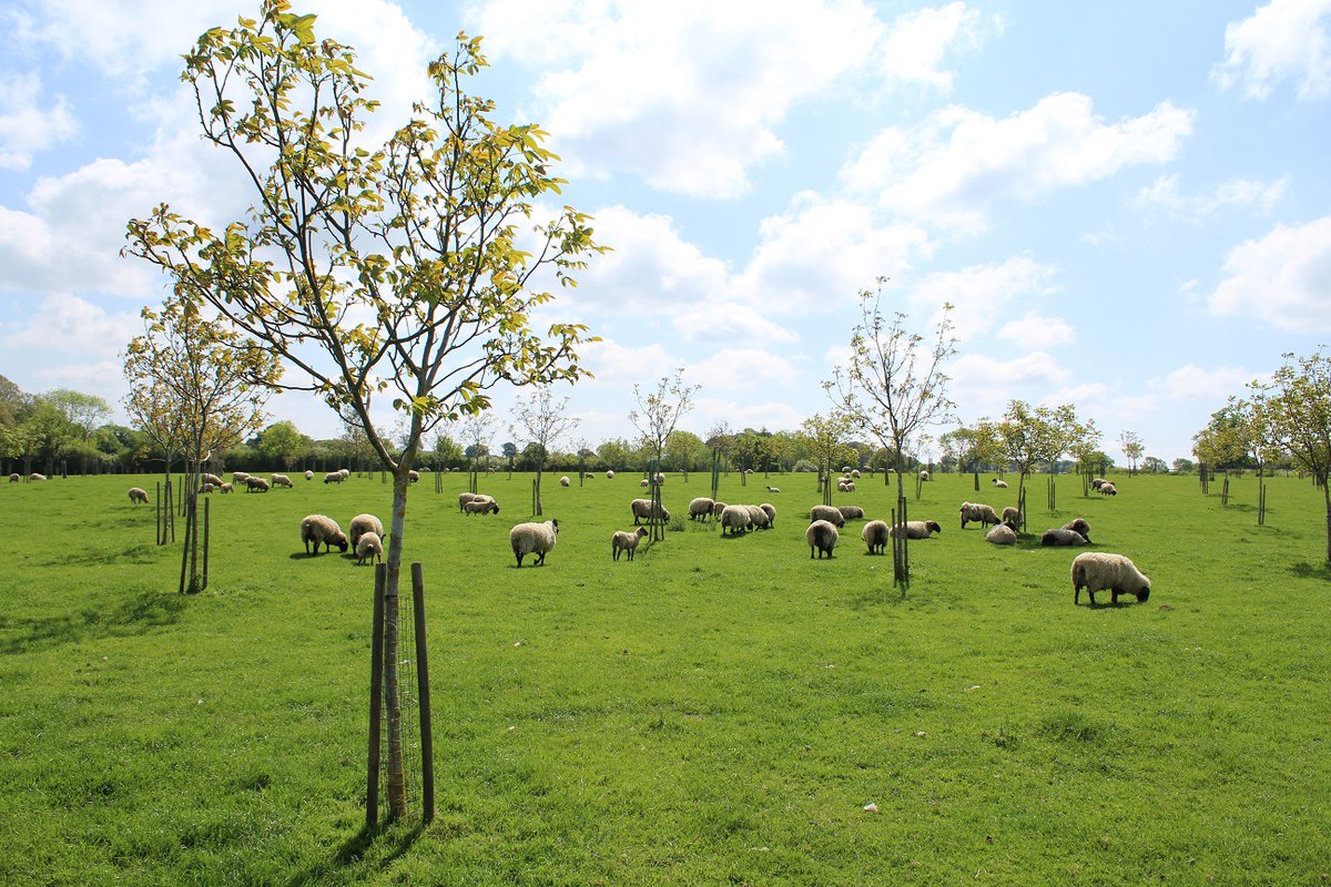 Interested in agroforestry? The annual ‘Agroforestry Open Weekend’ starts this Friday (17 May). 

This farmer-led initiative invites you to explore farms and see agroforestry in action. 

Find a farm to visit near you. agroforestryopenweekend.org